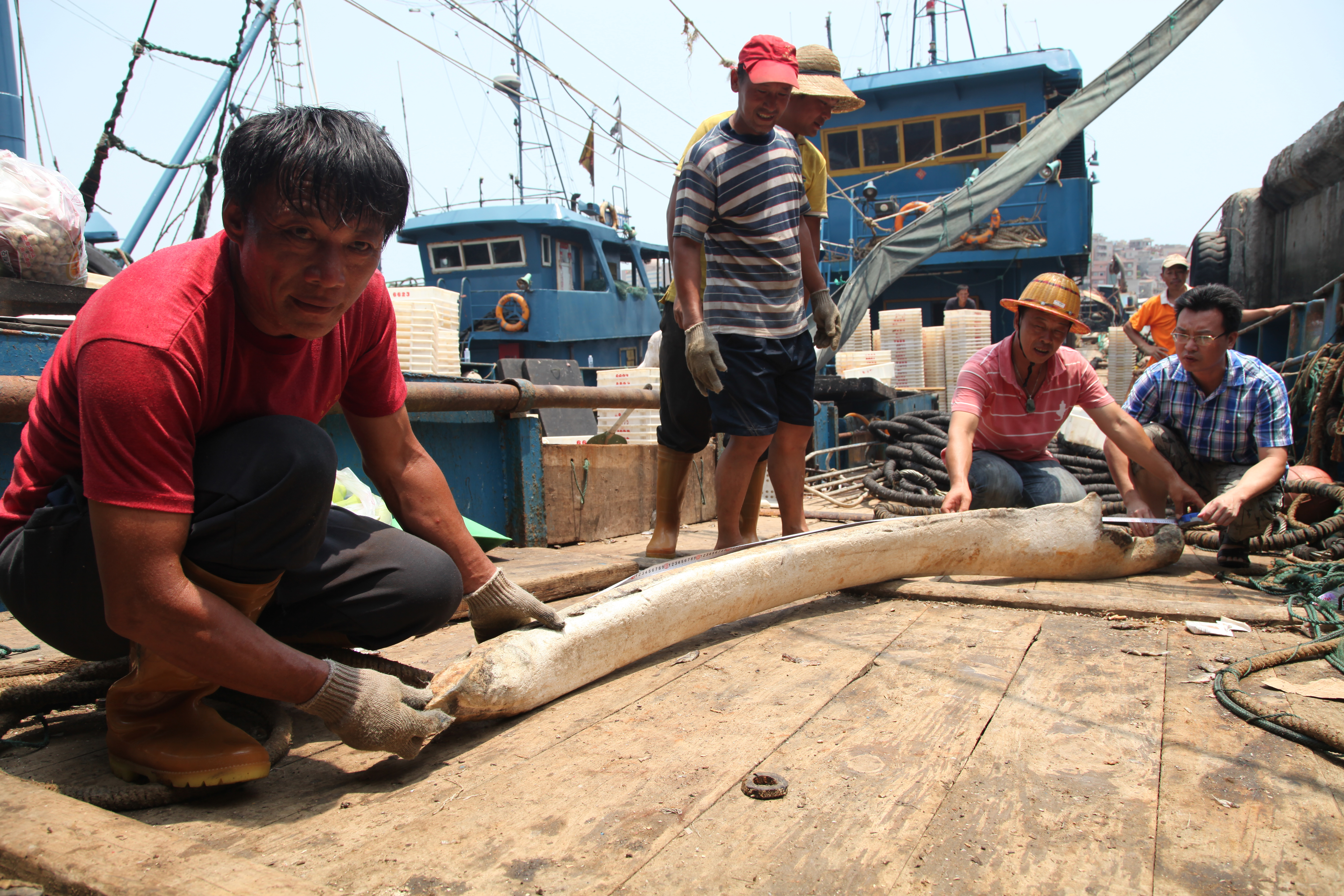 石狮渔民在钓鱼岛海域捞到千年前鲸鱼肋骨